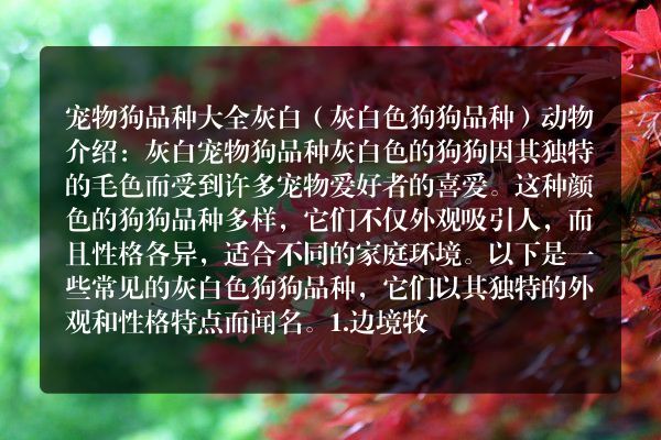宠物狗品种大全灰白（灰白色狗狗品种）