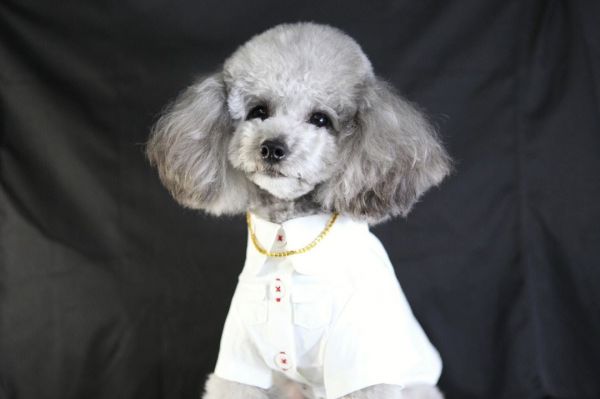 灰泰迪幼犬从几个月开始变成灰色-第1张图片-宠查查