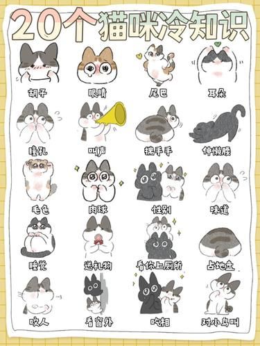 猫猫胡子竟然能守护爱情？！