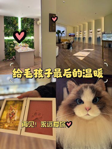 与毛孩子好好的道个别吧！不要让自己有遗憾