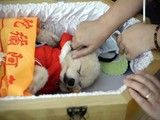 北京猫猫火化服务-24小时上门接宠 价格透明有保障