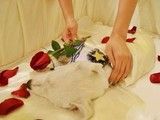 北京猫猫火化服务 宠物安乐24小时服务