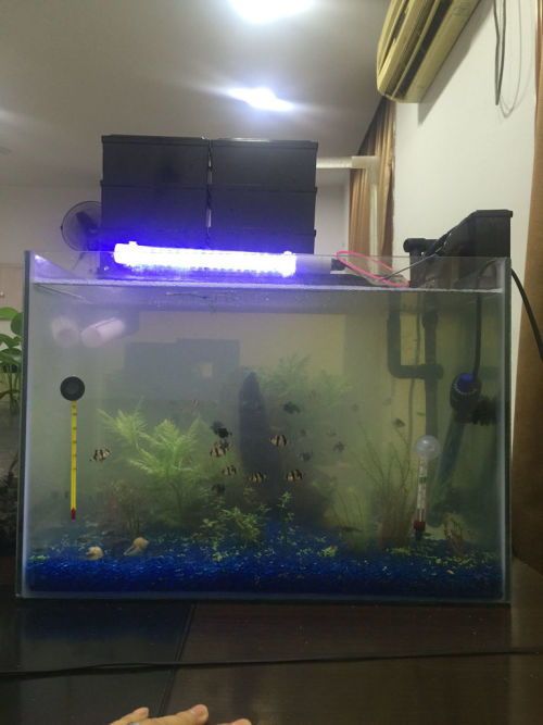 如何高效加热鱼缸水?宠物必备技巧!