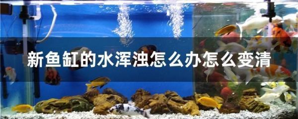 鱼缸水浑浊后慢慢变清（如何使用絮凝剂净化鱼缸水生物滤材的选择和维护技巧） 龙鱼百科 第2张