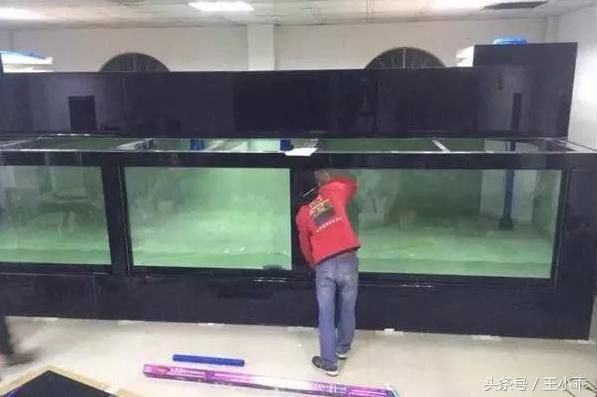 金龙鱼鱼缸维护保养技巧（关于金龙鱼水质管理的疑问） 水族问答