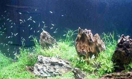 新手鱼缸养鱼的方法和技巧