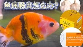 金鱼粪便处理指南：宠物清洁小技巧，轻松解决！