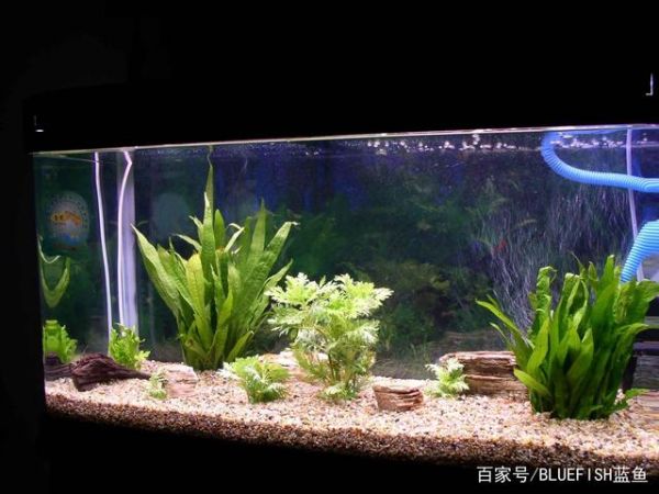 一缸好鱼,鱼缸维护方法很重要