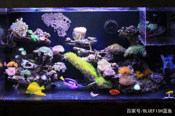 一缸好鱼,鱼缸维护方法很重要
