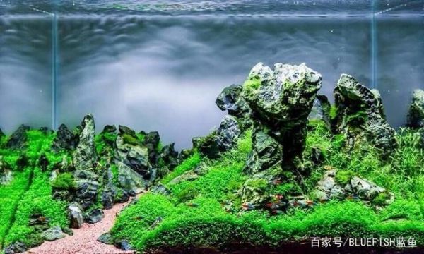一缸好鱼,鱼缸维护方法很重要
