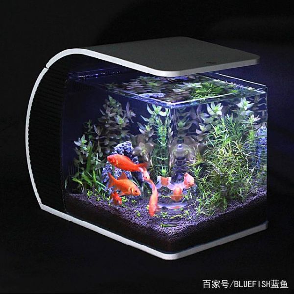 一缸好鱼,鱼缸维护方法很重要