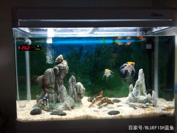 一缸好鱼,鱼缸维护方法很重要