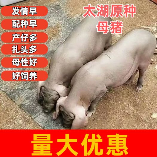 太湖猪 太湖原种母猪,母性好,扎头多,奶水分泌好,发