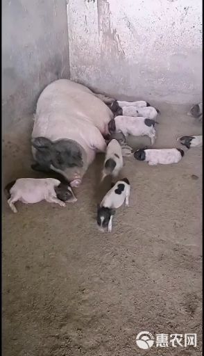 巴马香猪仔，宠物猪，藏香猪仔，巴马香猪种猪