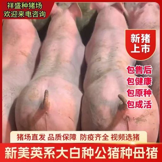 新美系种公猪比系长白种母猪英系大白种猪原种大约克种公猪