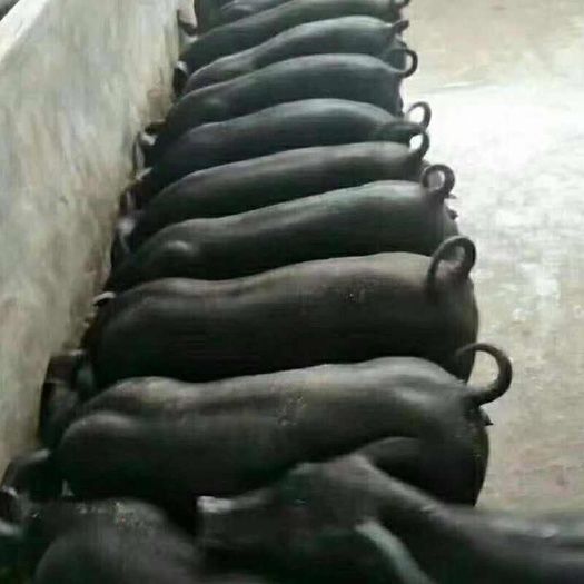 国寿黑金刚种母猪 国寿黑母猪 黑金刚母猪 旅大黑母猪