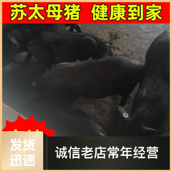 江苏省苏太母猪批发供应