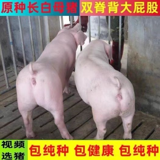 新美系原种长白母猪大白母猪
