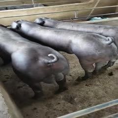 新美系黑杜洛克种公猪,黑杜洛克种母猪。黑杜公猪,黑杜母猪!
