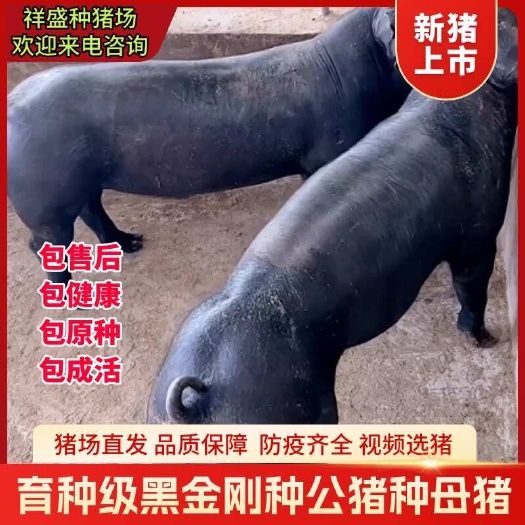 国寿黑金刚育种级黑金刚国寿猪种母猪黑母猪