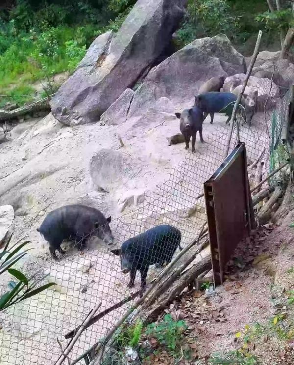 有人说生态猪养殖不臭是真的吗_小香猪好养吗?夏天养会不会很臭