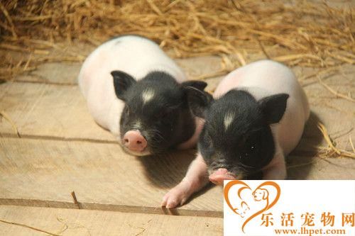 小香猪如何饲养 小香猪饲养需要注意的事项