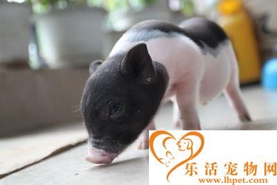香猪的饲养方法 要科学的饲养小香猪