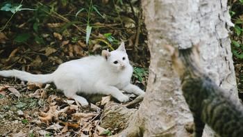 “猫见猫怕VS猫见猫爱”?