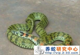 新手养蛇，这四种蛇最合适，心动了吗？