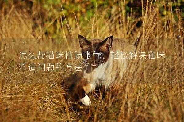 怎么帮猫咪排肠胀气，轻松解决猫咪不适问题的方法