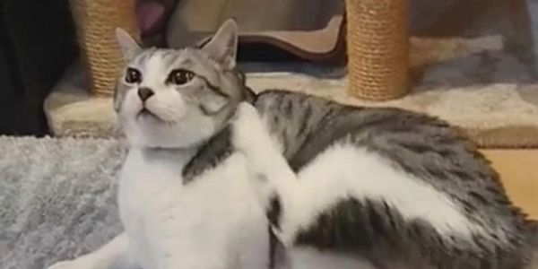 猫咪腿走路不正常的原因和解决办法（宠物猫咪的健康问题和饲养技巧）