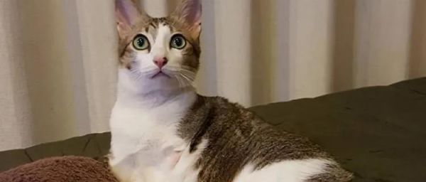猫咪腿走路不正常的原因和解决办法（宠物猫咪的健康问题和饲养技巧）