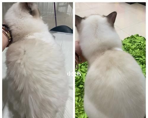 猫咪掉毛严重怎么办（掉毛问题解决）