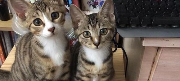 小猫抓到虫子吃安全吗？常见问题解答