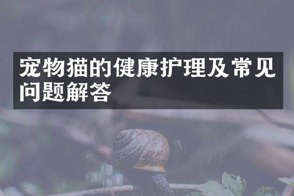 宠物猫的健康护理及常见问题解答