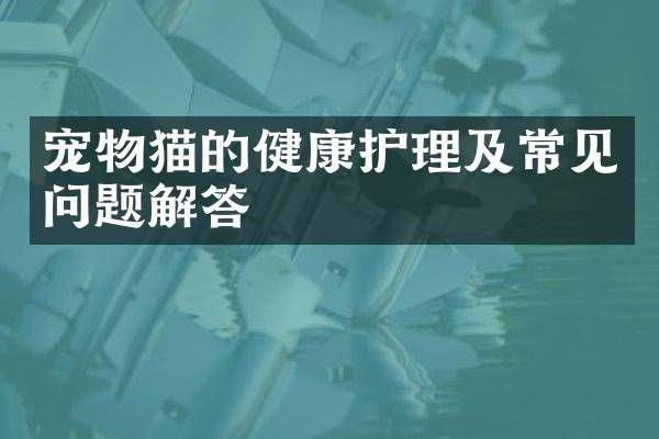 宠物猫的健康护理及常见问题解答