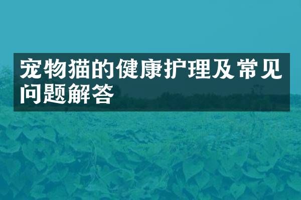 宠物猫的健康护理及常见问题解答