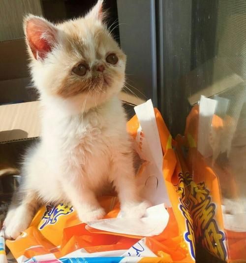猫咪三个月疫苗接种指南？常见问题解答？
