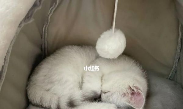 猫咪三个月疫苗接种指南？常见问题解答？