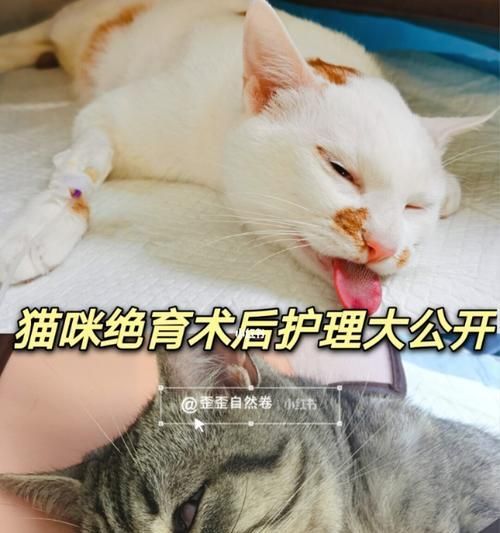 母猫绝育后的健康与行为变化（细说母猫绝育后的注意事项与常见问题）