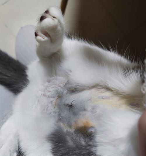 母猫绝育后的健康与行为变化（细说母猫绝育后的注意事项与常见问题）