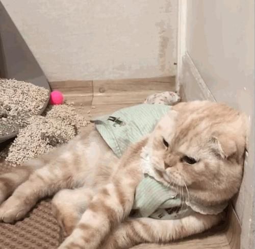 小猫多大可以独立进食饮水？常见问题解答