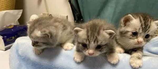 小猫多大可以独立进食饮水？常见问题解答