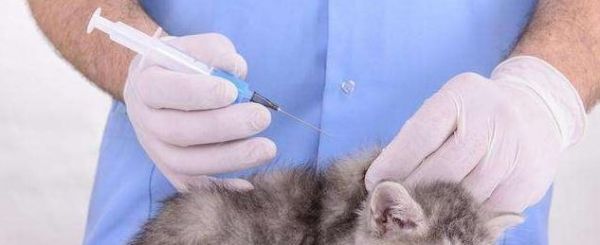 宠物猫咪的体温39度及吐黄水问题详解（如何识别和处理猫咪吐黄水及高烧情况）
