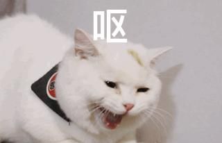 宠物猫咪的体温39度及吐黄水问题详解（如何识别和处理猫咪吐黄水及高烧情况）