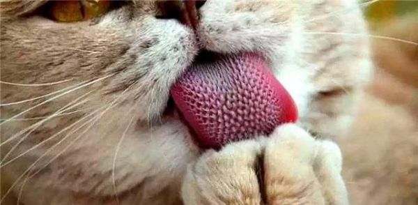 宠物猫咪的体温39度及吐黄水问题详解（如何识别和处理猫咪吐黄水及高烧情况）