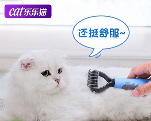 小猫脱毛的原因和应对方法（让宠物健康美丽的秘诀/毛发护理必知的事项）