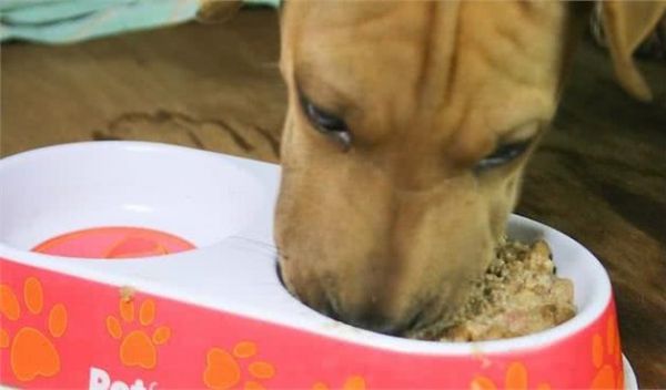 给狗狗自制犬粮，食材品种越少越好，蔬菜切得越碎越健康