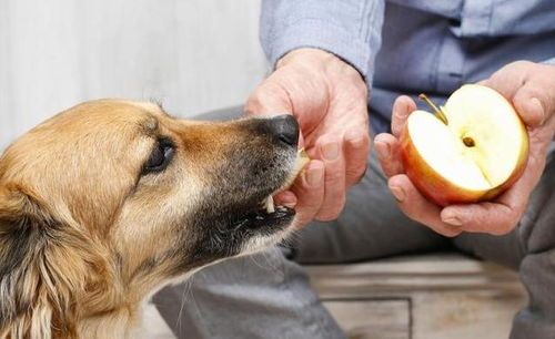 “成年犬误食幼犬粮？揭秘狗狗饮食误区！”