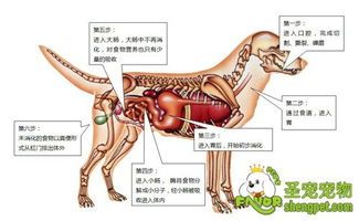 宠物肠胃调理：狗狗消化系统提升法